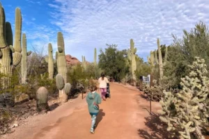 Walking trail in Desert Botanical Garden with towering saguaro cacti and wildflowers