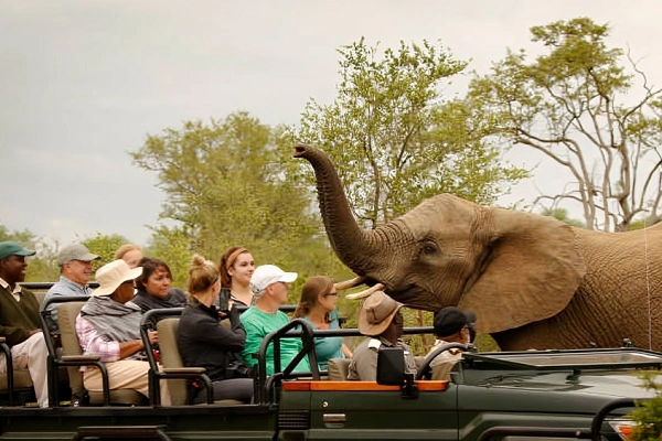 Wildlife Safari Tours in South Africa: A Complete Guide